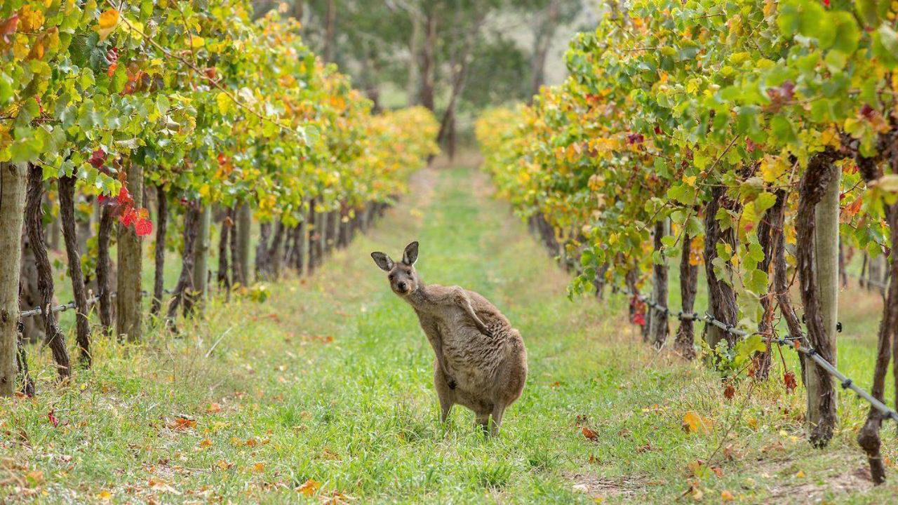 The Vines Motel & Cottages Stanthorpe Buitenkant foto