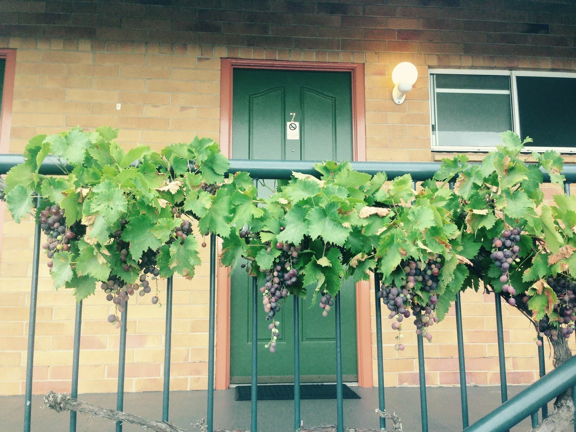 The Vines Motel & Cottages Stanthorpe Buitenkant foto